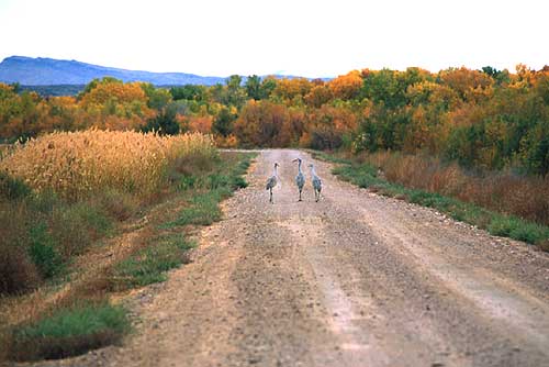 Bosque del Apache, New Mexico